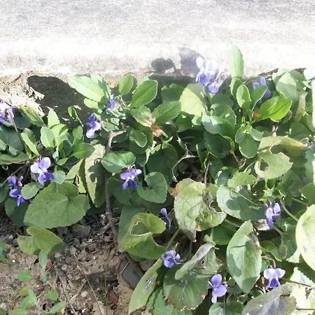 Le Domaine Du Chapitre Καρκασόν