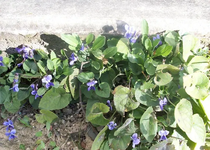 Le Domaine Du Chapitre Carcassone